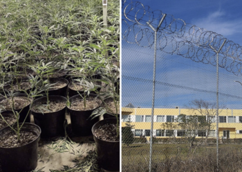 Prisión provisional, comunicada y sin fianza para los 4 detenidos en Gijón por tráfico de drogas