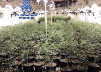 Cae la mayor banda china dedicada al tráfico de marihuana en Gijón