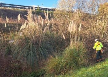 Iniciados los trabajos de conservación en el arroyo La Braña