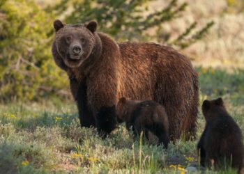 Restringen el acceso a zonas oseras del Parque Natural de Somiedo