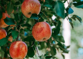 El Serida busca expertos en análisis de manzana