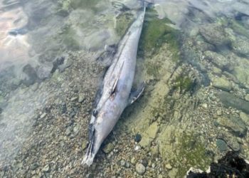 Aparece un delfín muerto en la playa de San Lorenzo