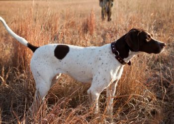 Se aprueba la constitución del coto de caza de Carreño
