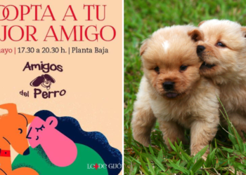 ¿Pensando en adoptar un perro? Tienes una cita este viernes en Los Fresnos