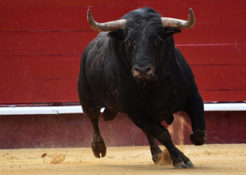Gijón contaría con cuatro corridas para la Feria de Begoña