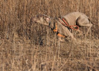 Medio Rural destina 157.600 euros en ayudas para asociaciones de caza