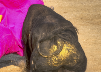 Moriyón: «Esto no va de ser taurino o no»