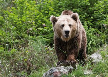 Placaje en el Huerna: un turismo embiste a un oso en la autopista