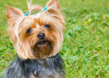 La acusada de maltratar al perro de su pareja se enfrenta a 18 meses de cárcel