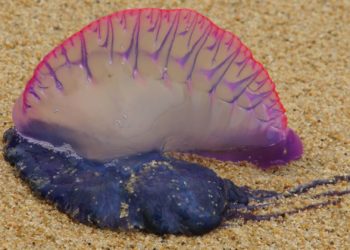 San Lorenzo, en guardia: aparece una ‘carabela portuguesa’ en la playa gijonesa