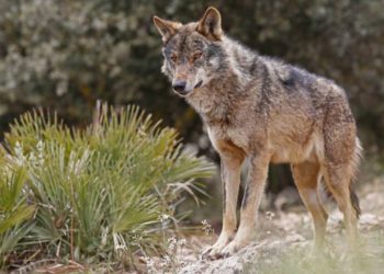 El Principado equiparará las indemnizaciones por daños de lobos a las de los osos