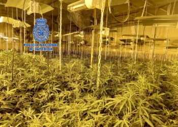 La Policía incauta casi mil plantas de marihuana en Gijón