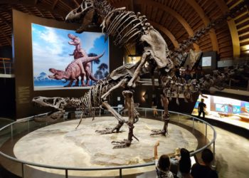 El MUJA refuerza su proyección internacional con un acuerdo con el Gondwana das Praeshistorium