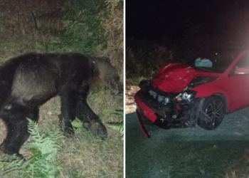 Muere un oso a causa de un atropello en Degaña