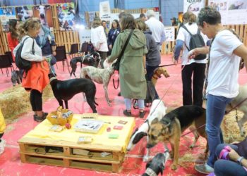 GALERÍA | ‘Espacio Mascotas’ enfila su recta final en un domingo lleno de actividades