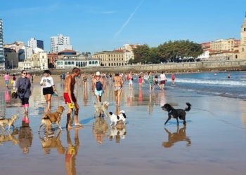 Los perros toman el control de San Lorenzo