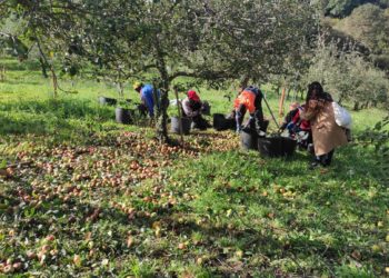 La ‘Experiencia Cosecha’ vuelve a adentrarse en el proceso de recogida de manzanas para la DOP Sidra de Asturias