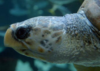 Buceo en las profundidades del Acuario de Gijón con ‘Crónicas del Zoo’