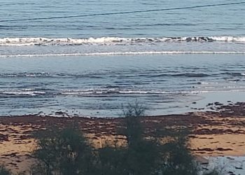 Las algas se enseñorean de nuevo de San Lorenzo