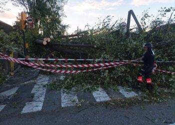 Herido un hombre tras caerle encima un árbol en el parque de Begoña