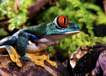 El Acuario pone a la venta el nuevo Pase Anual con el que disfrutar de sus actividades todo el año