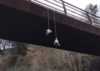 La cabeza y la cola de un lobo aparecen colgadas de uno de los puentes de la Senda del Oso