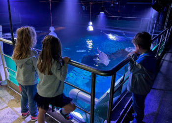 ¡Corre que vuelan! Así son los campamentos de Navidad del Acuario