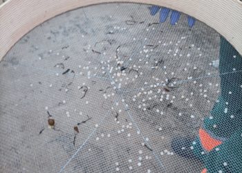 El Principado considera estabilizada la llegada de pellets a la costa asturiana