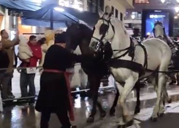 Pacma culpa al Ayuntamiento de Oviedo del desplome de dos caballos en la cabalgata de Reyes