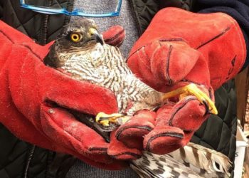 VIDEO | El nuevo inquilino de ‘altos vuelos’ que ya habita en el Jardín Botánico