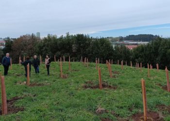 Del abeto navideño al arbolado natural: Gijón ya cuenta con 3.400 nuevos árboles autóctonos