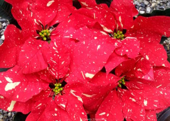 Conservar la Flor de Pascua más allá de la Navidad