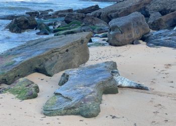 Una pequeña foca hace parada en playa España