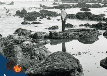 El ‘marisco de Gijón’, protagonista del fin de semana a la mesa