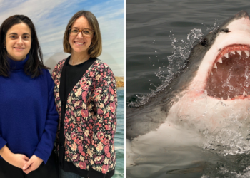 El Acuario acogerá una exposición que «romperá los mitos que rodean a los tiburones»