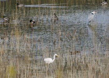 La Coordinadora Ecoloxista denuncia el vaciado del Embalse de San Andrés de los Tacones por ArcelorMittal