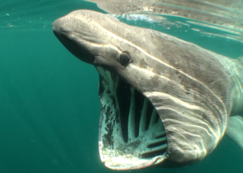 ‘Tiburones’, los reyes del mar llegan a BIOPARC Acuario de Gijón gracias a una exposición