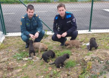 VIDEO | Investigan a los propietarios de nueve cachorros de perro abandonados junto al Nalón