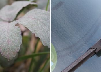 GALERÍA | Así se ve la contaminación estos días en Gijón