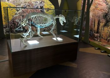 El esqueleto de Tola ya se puede visitar en la Casa del Oso de Proaza