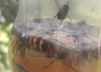 Batalla ganada a la avispa asiática en Asturias: su incidencia se redujo más de un 3% en 2023