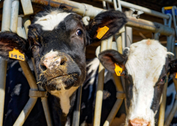 El enfado que escandaliza las redes: «Fue a Asturias y no me ha traído una vaca»