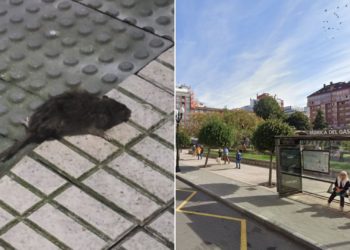 Avistar ratas en La Arena, una cuestión «habitual» para los vecinos: «Las lluvias hacen que aparezcan»