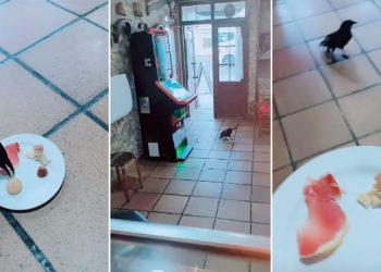 Premio al respeto por los animales: la relación entre un hostelero de Llanes y su ‘amigo’ Paco se vuelve viral