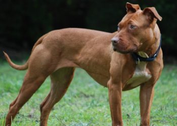 Expertos y dueños de perros reaccionan al ataque a Carmen Suárez Corujo: «Ahí hay algo extraño»