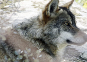 Los cazadores europeos alzan la voz contra el lobo: «Las personas no se sienten seguras»