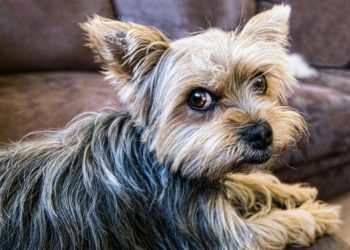 El asturiano que recordó a su «perrita Gemy» en su esquela