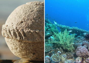 La revolucionaria urna funeraria hecha en Gijón que genera un arrecife marino