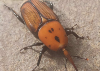 Alerta en las palmeras asturianas: cada vez más afectadas por el picudo rojo