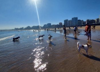 IU propone que los perros puedan acceder por la noche a San Lorenzo durante la temporada de baño